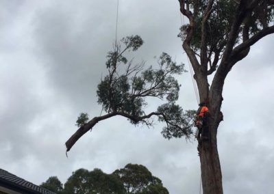 Tree Removal with Crane in Menai, Sutherland Shire