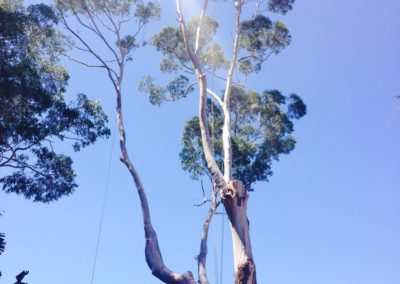 Large Tree Temoval Jannali Sutherland Shire
