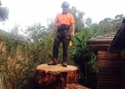 Tree Lopping at Gymea, Sutherland Shire