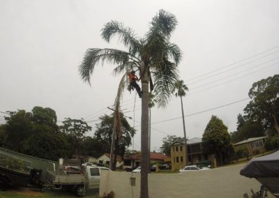 Tree Maintenance in Menai, Sutherland Shire