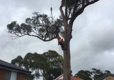 Tree removal at Menai – Sutherland Shire