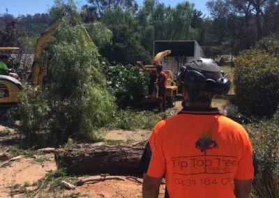 Tree Removals in Wollongong