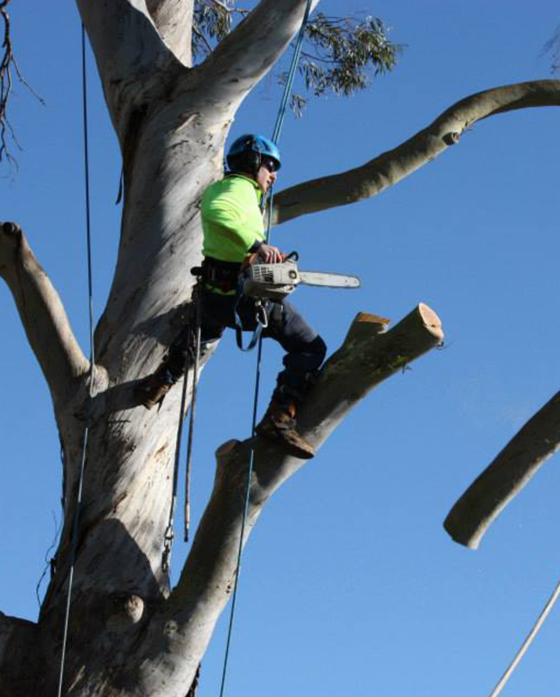 Tip Top Tree Services Sutherland Shire, St George & Illawarra