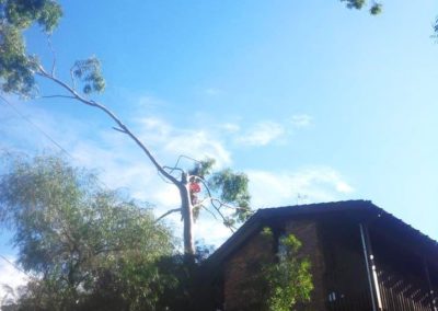 Tree Lopping in Grays Point Gum Tree