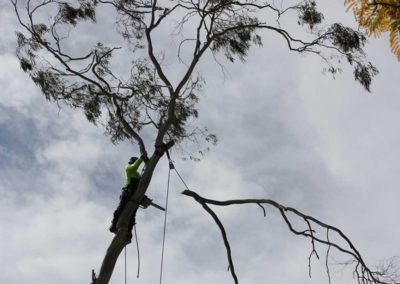 Tree Cutting in Engadine, Sutherland Shire