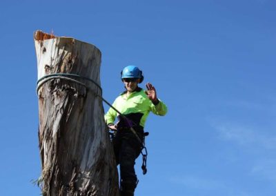 Tree Removal in Engadine, Sutherland Shire