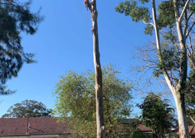 Mount Ousley Public School, Wollongong Tree Removal