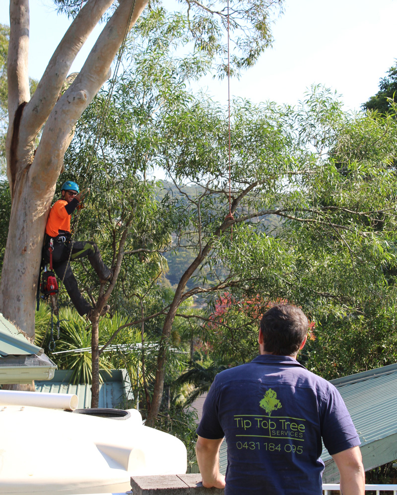Tip Top Tree Services Sutherland Shire, St George & Illawarra