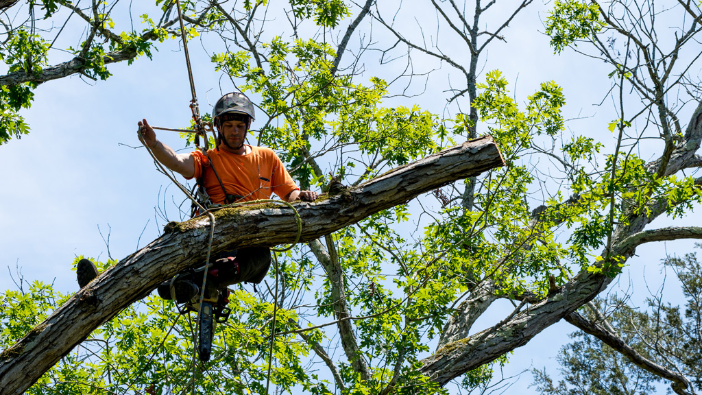 Tip Top Tree Services Tree Maintenance