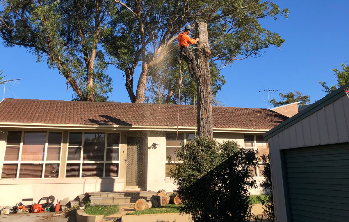 Tip Top Tree Services Tree Removal