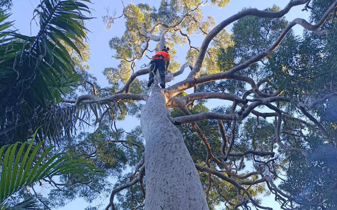 Wollongong Tree Removal