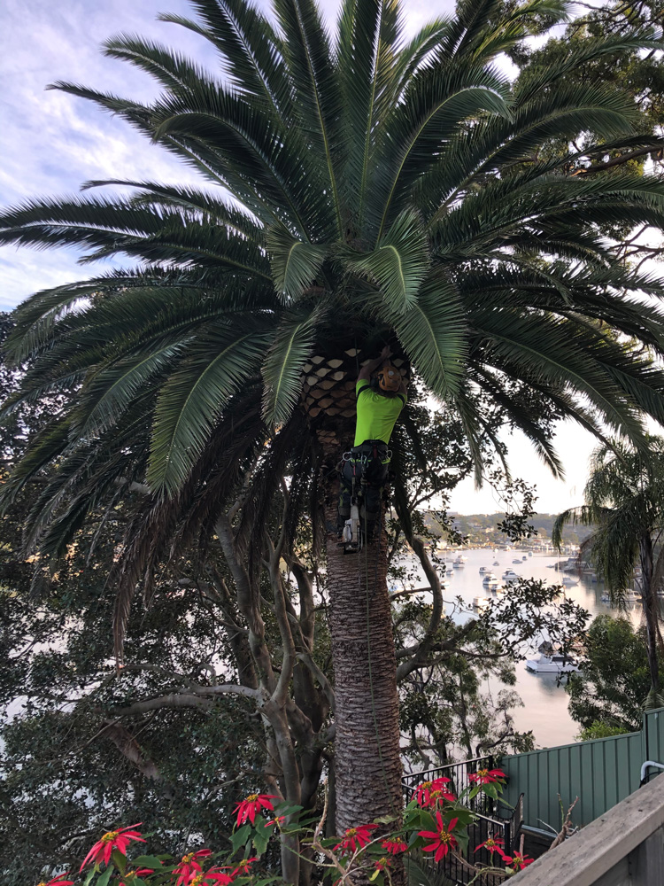 Sutherland Shire Tree Removal & Pruning