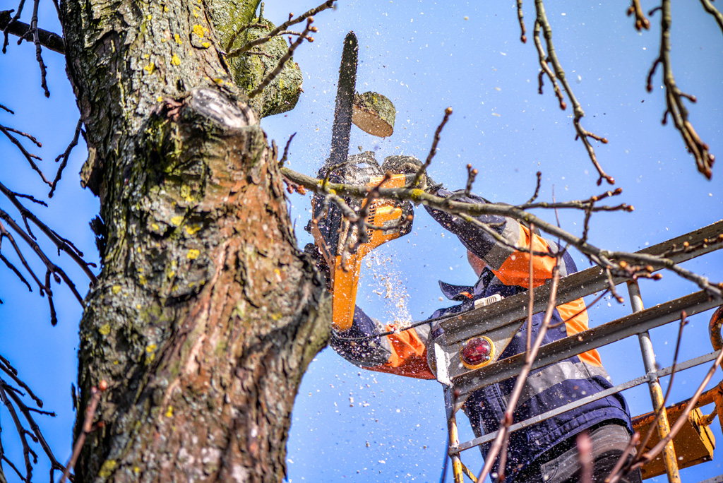 Wollongong Tree Removal & Pruning