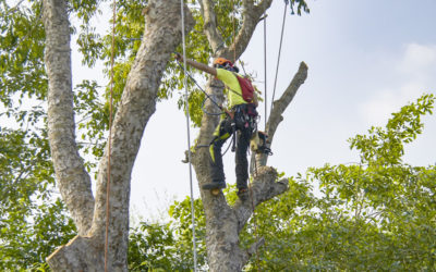 How to choose the right arborist for your job