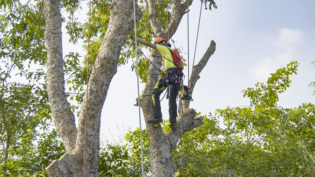 How to choose the right arborist for your job