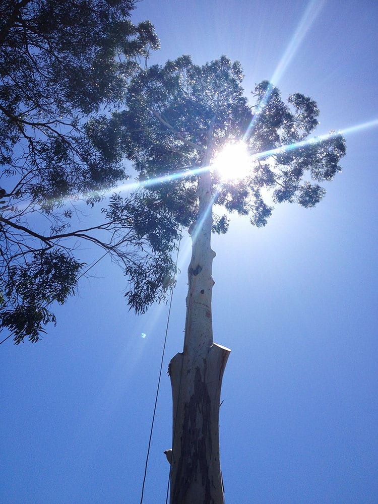 Arborist Tree Pruning in St George, Sydney