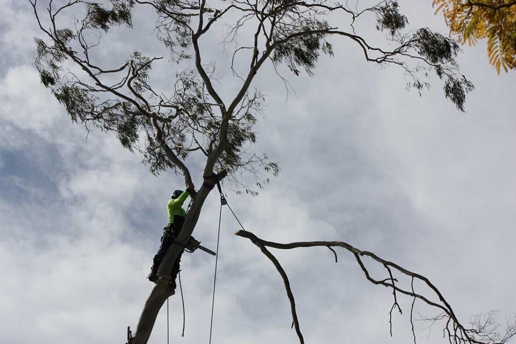 Tree Lopping in St George, Sydney