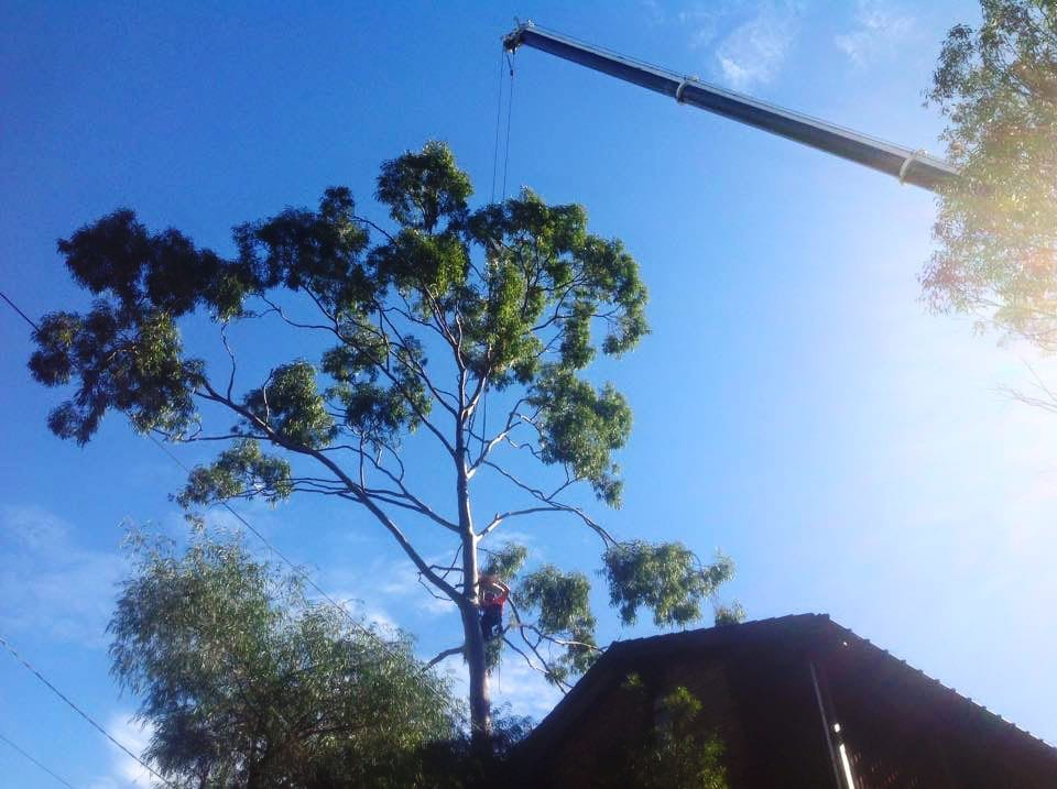 Tree Maintenance & Pruning in the Sutherland Shire