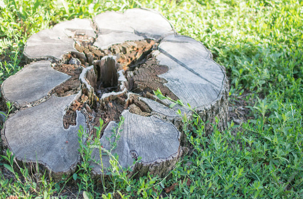 How To Remove a Palm Tree Stump