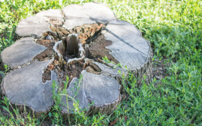 How To Remove a Palm Tree Stump