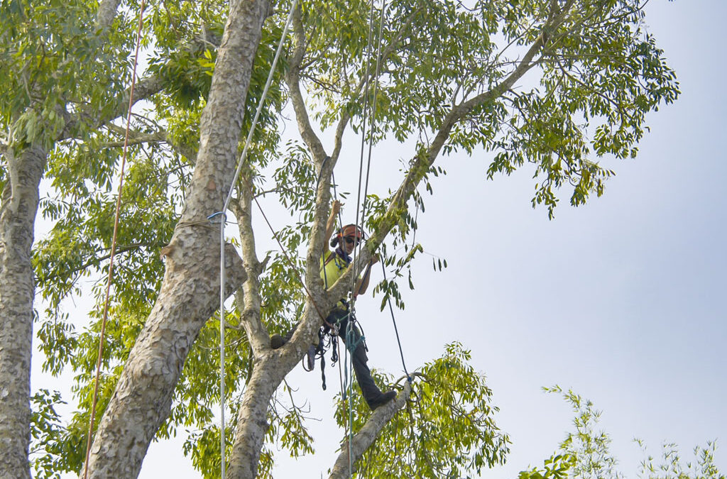 What are the Tree Removal Laws in NSW?