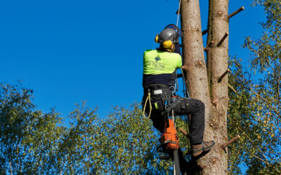 What is an arborist – and what do they do?