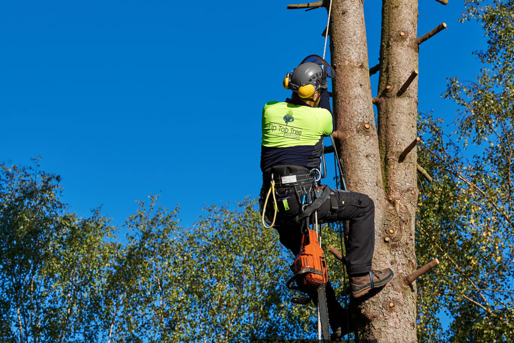 What is an arborist? Ask us at Tip Top Trees