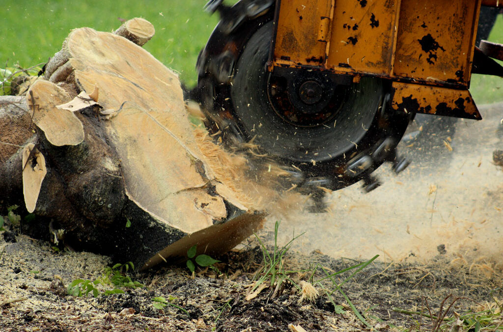 What is the average cost of Tree Stump Removal?