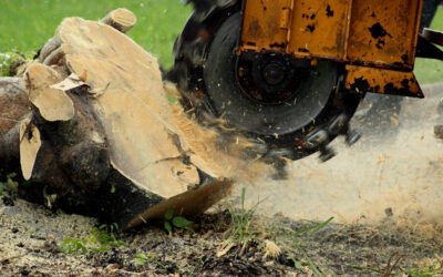 What is the average cost of Tree Stump Removal?